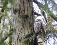 fluffy owl.jpg