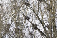 Heron condo.jpg Heron condo.jpg