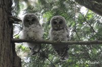 BADOwlets.jpg BADOwlets.jpg