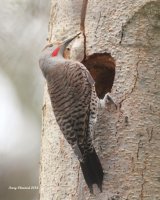 3-26-26 male hybrid northern flicker_2183.JPG