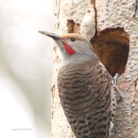 3-26-26 male hybrid northern flicker_2212.JPG