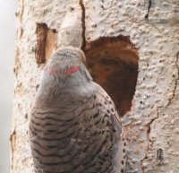 3-26-26 male hybrid northern flicker_2226.JPG
