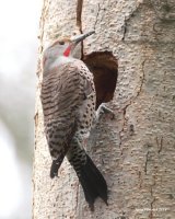 3-26-26 male hybrid northern flicker_2278c2.JPG