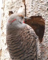 3-26-26 male hybrid northern flicker_2236.JPG