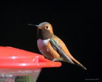 5-1-2013 m rufous_6346.JPG