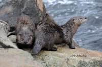 Otters.jpg