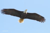 4-12-2014 male bald eagle headed to nest_2795.JPG