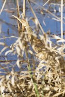Bittern in the Grass.jpg