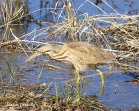 Bittern hunting.jpg