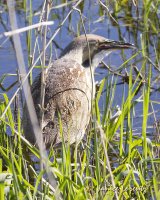 Bittern profile.jpg