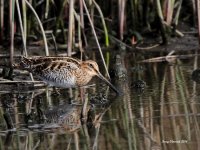 4-14-2014 Wilson's Snipe at the Marsh_2942c2.JPG