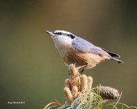 4-15-2014 red-breasted Nuthatch_3013_filtered.jpg