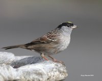 4-15-2014 golden-crowned sparrow_3043.JPG
