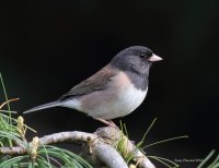 4-15-2014 Oregon Junco yard_3054.JPG