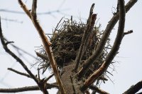 Osprey nestSm.jpg