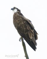 Ospery.jpg
