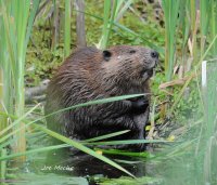 Beaver.jpg