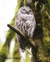 Owl.jpg