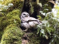 Owl.jpg