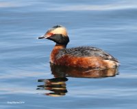 4-23-2014 horned grebe in full breeding plumage 3227.JPG
