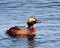 4-23-2014 horned grebe in full breeding plumage 3200.JPG