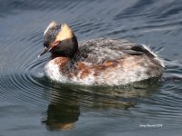 4-23-2014 horned grebe almost in full breeding plumage 3211.JPG