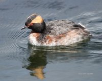 4-23-2014 horned grebe almost in full breeding plumage 3208.JPG