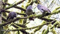three owls.jpg