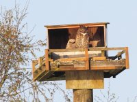 4-25-2014 Great Horned Owl and Owlet GHNWR_3261.JPG 4-25-2014 Great Horned Owl and Owlet GHNWR_3261.JPG