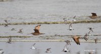 4-26-2014 plovers dunlins godwits_3795.JPG 4-26-2014 plovers dunlins godwits_3795.JPG