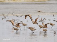 4-26-2014 plovers dunlins godwits_3781.JPG 4-26-2014 plovers dunlins godwits_3781.JPG