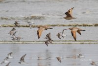 4-26-2014 marbled gowids semitpolmated ploverss western sandpipers_3799.JPG 4-26-2014 marbled gowids semitpolmated ploverss western sandpipers_3799.JPG