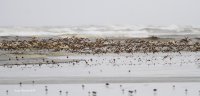 4-26-2014 Western sandpipers and marbled godwits_3847.JPG 4-26-2014 Western sandpipers and marbled godwits_3847.JPG