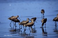 MarbGodwit.jpg MarbGodwit.jpg