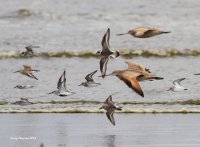 4-26-2014 plovers dunlins godwits_3797.JPG 4-26-2014 plovers dunlins godwits_3797.JPG