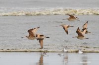 3-26-2014 marbled godwits_3822.JPG 3-26-2014 marbled godwits_3822.JPG