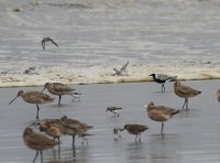 4-26-2014 black bellied plover sandpipers godwits.JPG 4-26-2014 black bellied plover sandpipers godwits.JPG