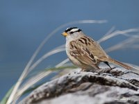 4-25-2014 white-crowned sparrow Westport_3422.JPG 4-25-2014 white-crowned sparrow Westport_3422.JPG