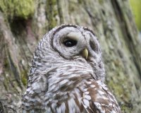 Owl portrait.jpg