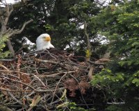 5-5-2014 Mom on the eggs - Pt. Edwards_3960.JPG