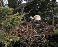 5-5-2014 Mom on the eggs - Pt. Edwards_3970.JPG