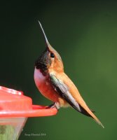 5-7-2014 m rufous office_3989.JPG 5-7-2014 m rufous office_3989.JPG