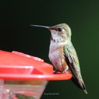 5-8-2014 fm  rufous office_4085.JPG