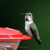 5-8-2014 fm  rufous office_4147.JPG