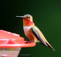 5-8-2014 m rufous office_4090.JPG