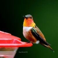5-8-2014 m rufous office_4154.JPG