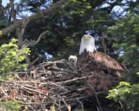 5-12-2014 Mom and one baby_4240.JPG
