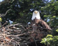5-12-2014 Mom and one baby_4262.JPG