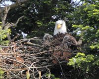 5-12-2014 Mom and two babies_4299.JPG