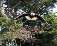 5-12-2014 mom leaving two eaglets in the nest_4350.JPG